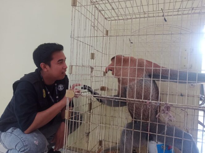 
 Sempat Buat Heboh Warga, Seekor Bekantan Berhasil Dievakuasi dan Jalani Karatina