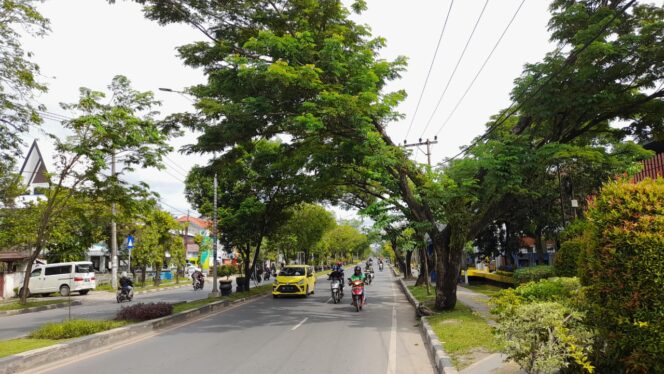 
 DLH Banjarmasin Rutin Lakukan Pemeliharaan Pohon, Guna Antisipasi Tumbang