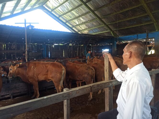 
 Meski Masih 3 Pekan Lagi Hari Raya Idul Adha, Permintaan Sapi Kurban Sudah Meningkat