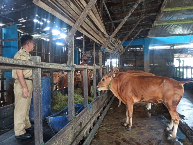 
 Jelang Hari Raya Idul Adha, DKP3 Banjarmasin Mulai Persiapan Kedatangan Hewan Kurban