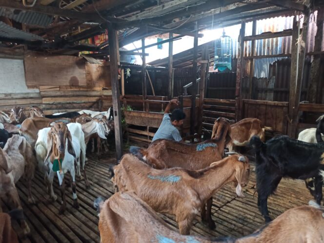 
 Mendekati Idul Adha 2023, Penjualan Kambing Kurban Masih Sepi