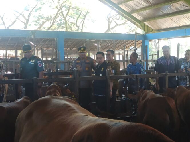 
 Ketersediaan Sapi Qurban Tercukupi di Hari Raya Idul Adha Tahun Ini, Pemko Pastikan Aman dari Virus PMK