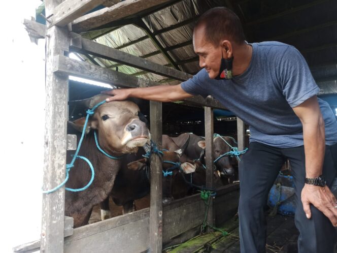 
 Dulunya PMK, Sekarang Penyakit Kulit Hewan Kurban Jadi Perhatian DKP3 Kota Banjarmasin