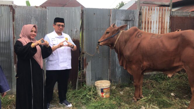 
 Demokrat Kalsel Tebar Sapi Kurban di 13  Kabupaten/Kota