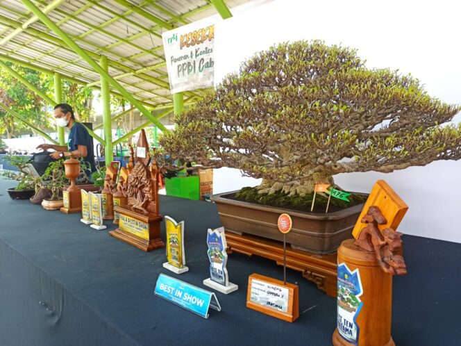 
 Kontes Bonsai 2023 Dimenangkan Peserta Banjarmasin, Harganya Ditaksir Ratusan Juta