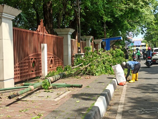 
 Hujan Deras Disertai Angin Kencang Sebabkan Belasan Pohon Tumbang di Banjarmasin