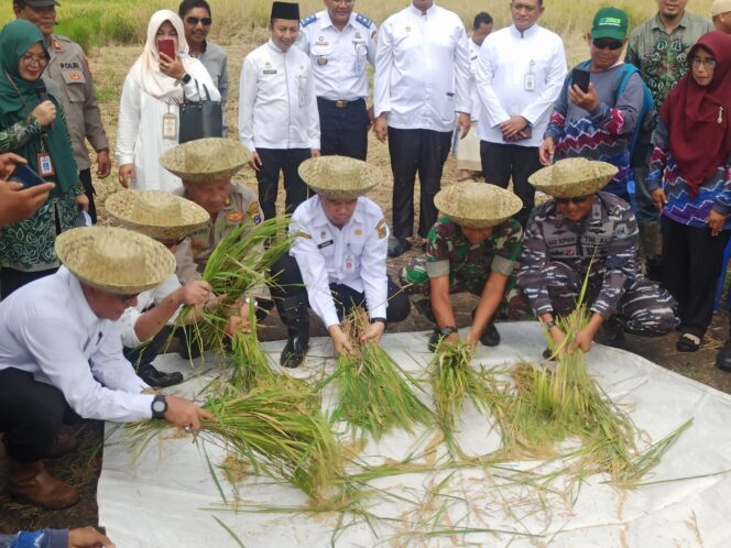 
 Padi Unggul Mekongga Berhasil Dipanen Cepat, Jadi Salah Satu Upaya Penuhi Kebutuhan Beras Warga Banjarmasin
