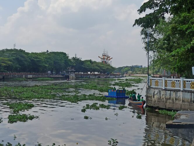 
 Bersihkan Serbuan Eceng Gondok di Sungai, PUPR Banjarmasin Menggandeng Balai Sungai dan Pemprov Kalsel