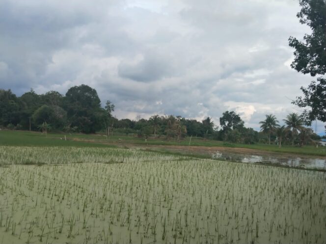 
 Terancam Gagal Tumbuh, Petani di HST Merugi