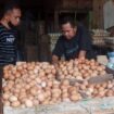 Ket foto : Telur Ayam mengalami kenaikan harga di Banjarmasin
