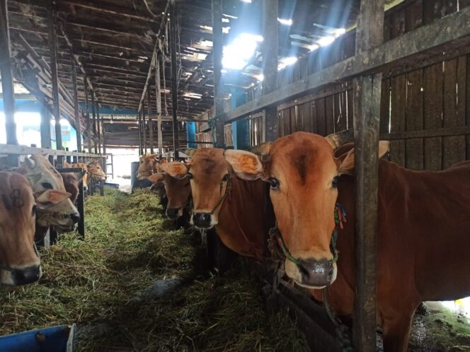 
 Jelang Idul Adha, Banjarmasin Datangkan Dua Ribu Ekor Lebih Sapi Kurban