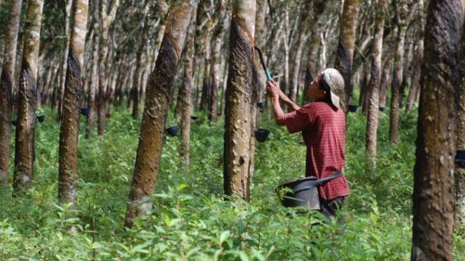 
 Pemkab HST Pastikan Petani Karet Dapat Bantuan Peremajaan