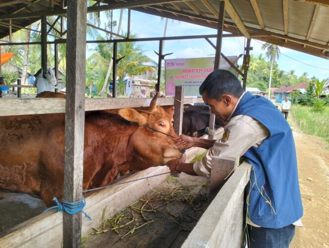 
 Jelang Iduladha, Satgas Peternakan Dispertan HST Pantau Kondisi Hewan Kurban