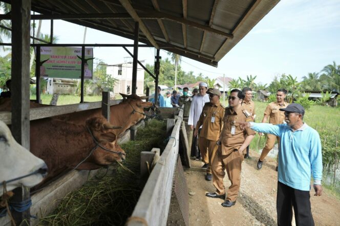 
 H-5 Iduladha 1445 Hijriah, Bupati Aulia Pastikan Hewan Kurban ‘ASUH’ di HST
