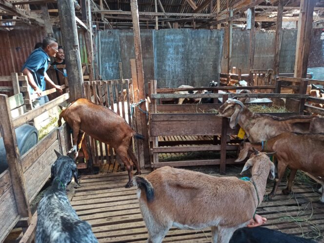 
 Permintaan Kambing Kurban Jelang Idul Adha di Banjarmasin Naik Pesat