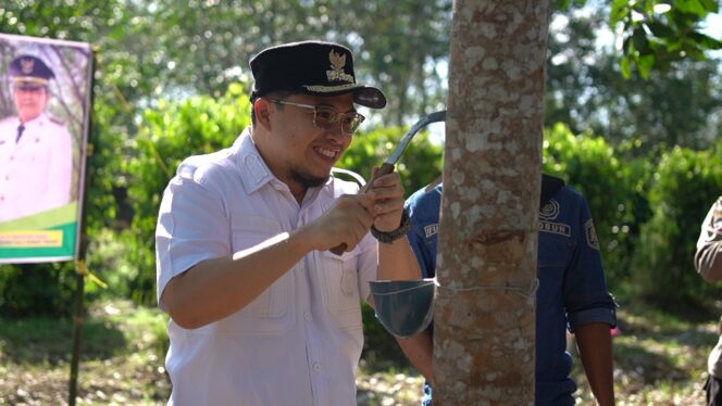
 Bupati Aulia Sadap Karet Perdana di Labunganak HST