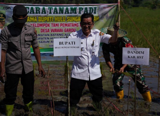 
 Wabup Mansyah Tanam Padi Bersama Poktan di Wawai Gardu HST