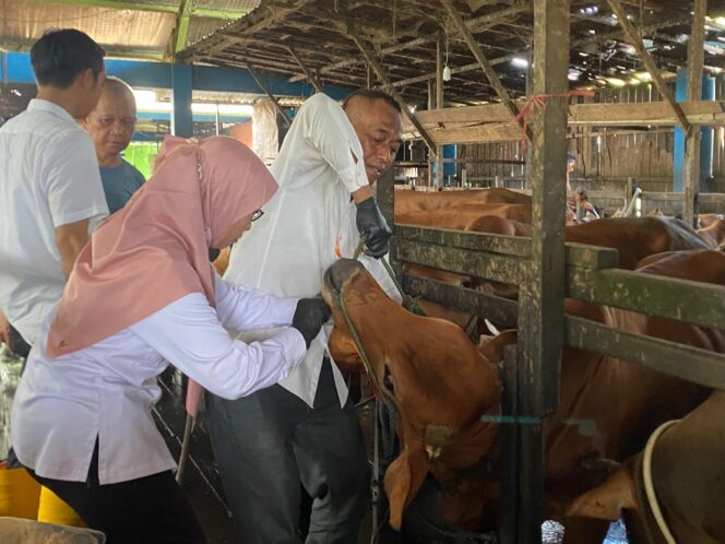 
 Baru Tiba di RPH Banjarmasin, Beberapa Sapi Kurban Terpaksa Dipotong Cepat