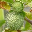 Ket foto : Penampakan buah kecubung (istimewa).