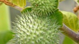 Ket foto : Penampakan buah kecubung (istimewa).