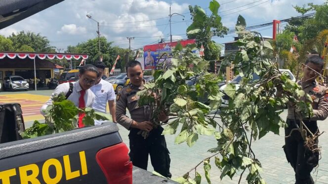 
 Temukan Kecubung di HST, Polisi Masif Sosialisasikan Bahayanya