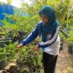 Suasana Proklim Sungai Miai RW 2 penuh penanaman sayur-mayur di pekarangan rumah.