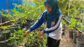 Suasana Proklim Sungai Miai RW 2 penuh penanaman sayur-mayur di pekarangan rumah.