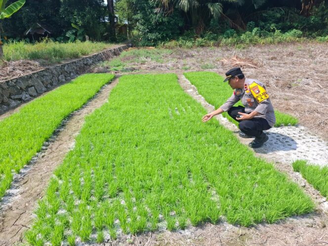 
 Dukung 100 Hari Kerja Presiden RI, Begini Upaya Polsek BAS HST