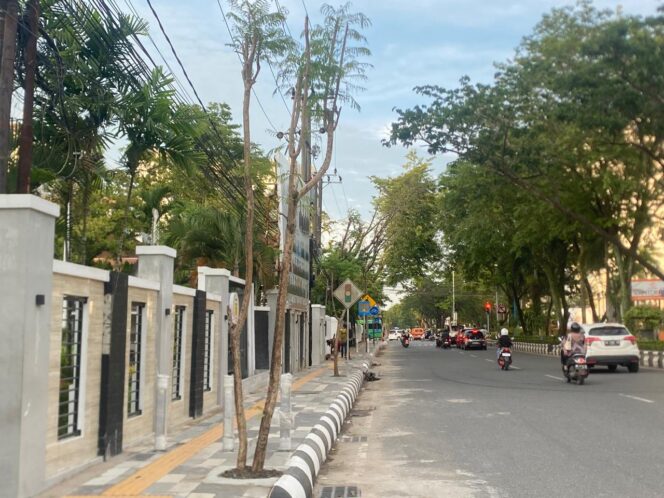 
 Tetap Ditanami Pohon, Dinas PUPR Banjarmasin Pastikan Pohon Tidak Merusak Trotoar dan Drainase